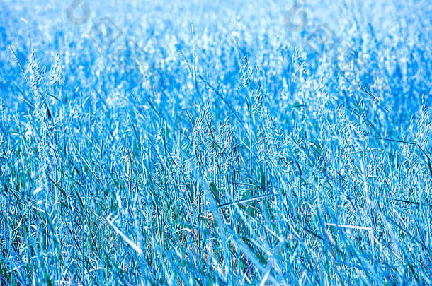 秋天自然草背景蓝色的彩色的摘要长满草的背景