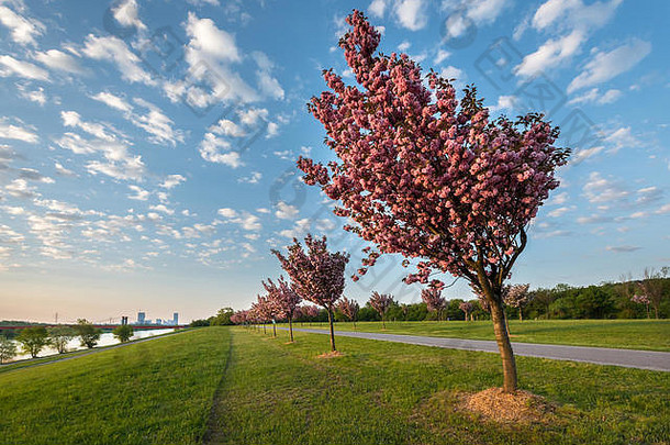 盛开的樱桃树日本公园克申海因多瑙河细胞维也纳奥地利阳光明媚的早....春天