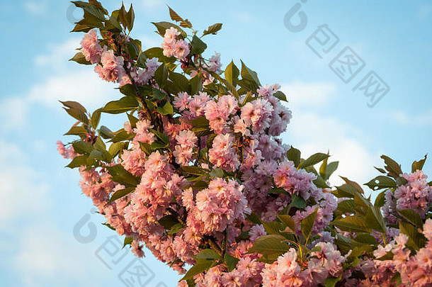 盛开的樱桃树日本公园克申海因多瑙河细胞维也纳奥地利阳光明媚的早....春天