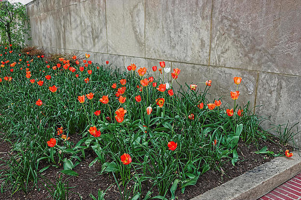 孤独的白色花如图所示花圃红色的照片华盛顿曼联州城市完整的花
