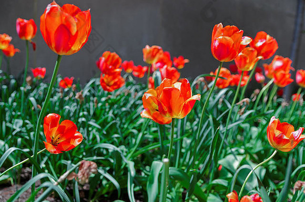 花圃红色的郁金香阳光华盛顿曼联州接受野生类型郁金香世界华盛顿郁金香图书馆