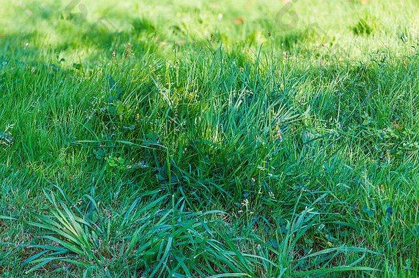 新鲜的春天绿色草