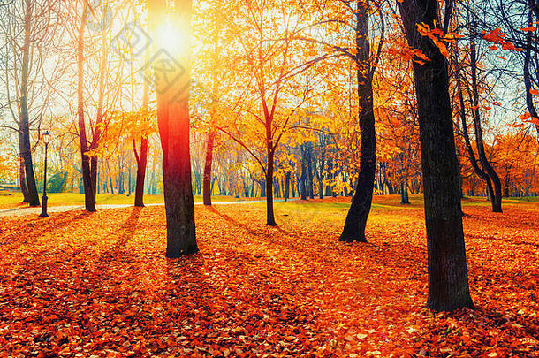秋天风景如画的公园景观秋天树泛黄树叶10月早....公园色彩斑斓的秋天景观明亮的音调