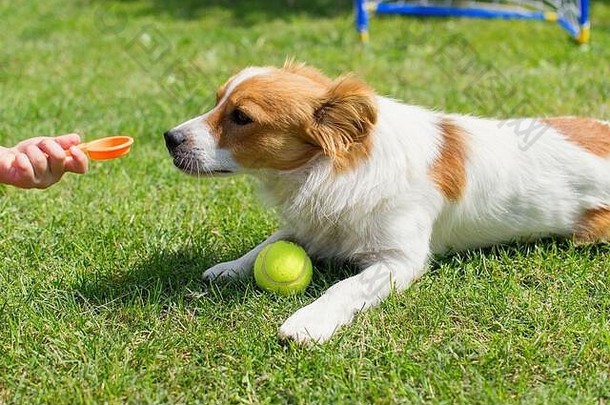 可爱的狗玩网球球花园草坪上