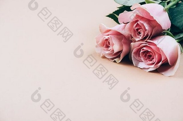 粉红色的玫瑰精致的背景空间文本