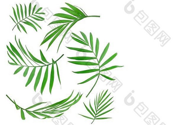 绿色叶子棕榈树孤立的白色背景复制空间文本剪裁路径