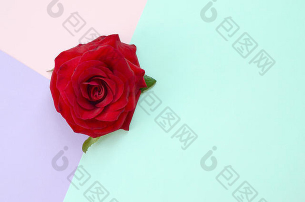 黑暗红色的玫瑰花柔和的蓝色的粉红色的淡紫色背景前视图平躺风格极简主义