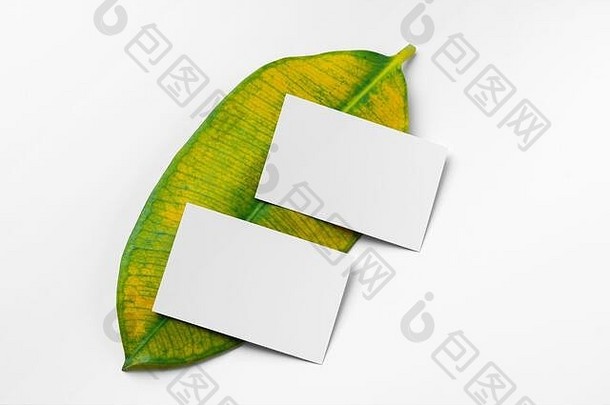 模拟纸白色卡绿色叶子自然概念