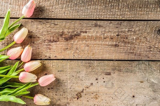 春天爱概念情人节一天背景花束粉红色的温柔的郁金香花木背景前视图的地方文本