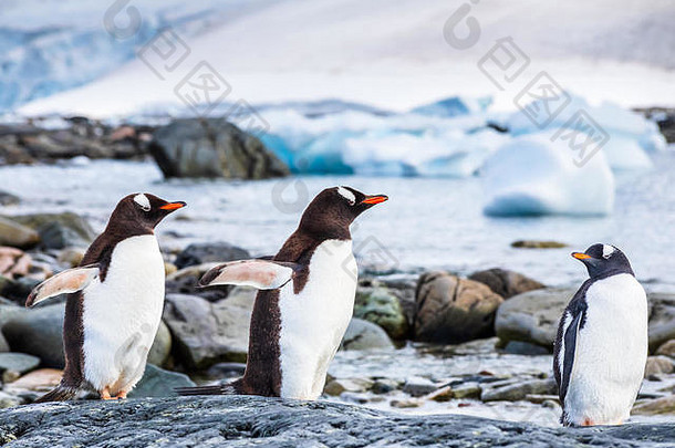 少年Gentoo企鹅小鸡父母南极洲海鸟殖民地海冰山南极半岛繁殖