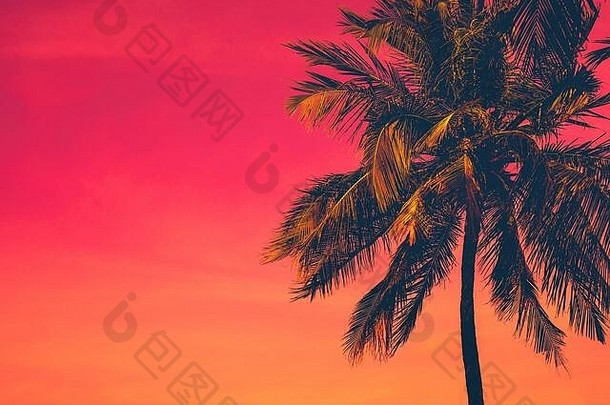 热带日落黑暗轮廓椰子棕榈树