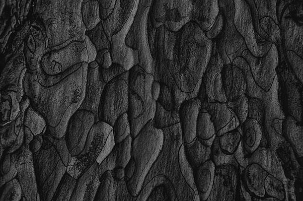 特写镜头黑色的松树树皮纹理摘要时尚的黑暗自然背景设计装饰皮