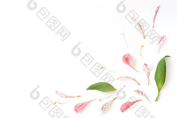 角落里形状使新鲜的粉红色的白色alstroemeria花瓣绿色叶子孤立的白色背景平躺春天爱温柔简单的