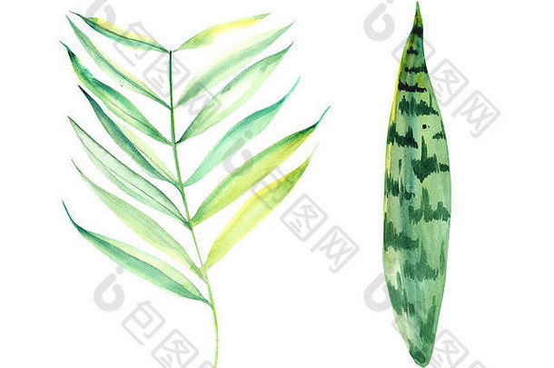 插图水彩画植物叶子异国情调的植物白色孤立的层