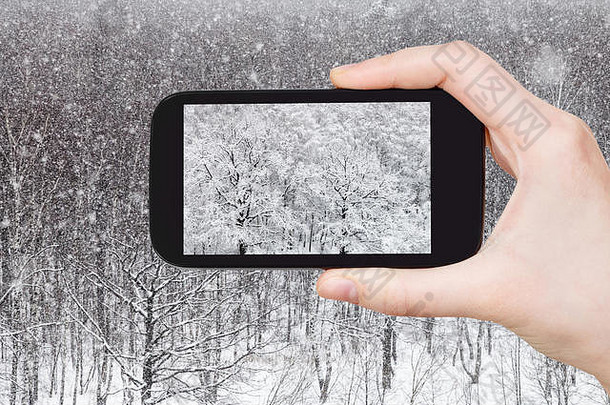 旅行概念<strong>旅游照片</strong>白雪覆盖的橡木格罗夫森林冬天智能手机莫斯科俄罗斯
