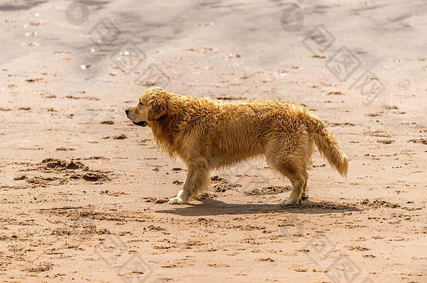 狗出去!狗海滩锻炼玩运行跳嬉戏美丽的夏天的一天德文郡的最好的海滩