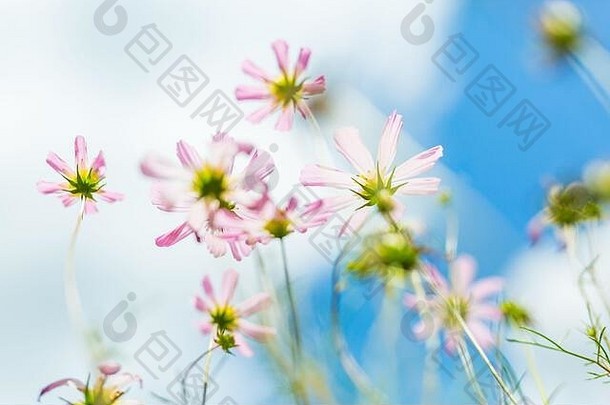 春天花背景新鲜梦幻色彩斑斓的花光柔和的背景明亮的艺术花概念模糊草草地天空