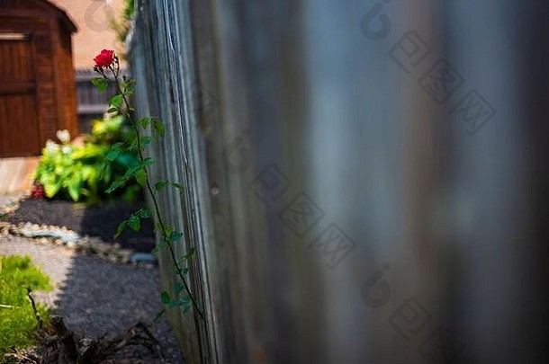 单玫瑰邻居的景观增长面板木隐私栅栏花朵夏天一天