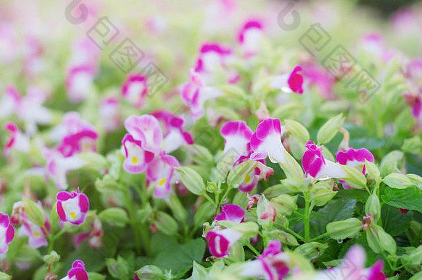 美丽的紫色的花花园