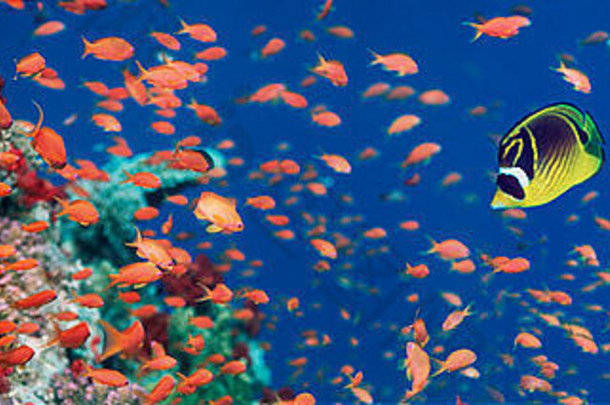 红色的海浣熊蝴蝶鱼车齿龙fasciatuslyretailanthias软珊瑚埃及红色的海