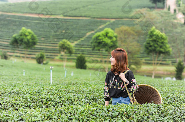 亚洲美丽的女人挑选茶叶子茶种植园当幸福来敲门》