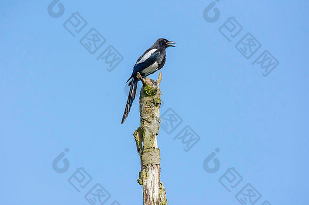 喜鹊坐着前干树树干清晰的蓝色的天空背景惊人的英国野生动物自然自然世界保护