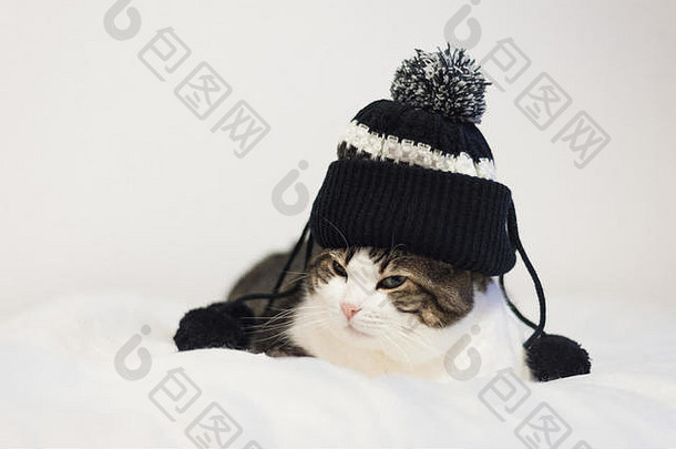 有趣的猫穿温暖的他绒球说谎毯子冬天季节概念