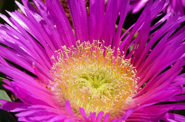 紫色的粉红色的花特写镜头黄色的内部园艺植物