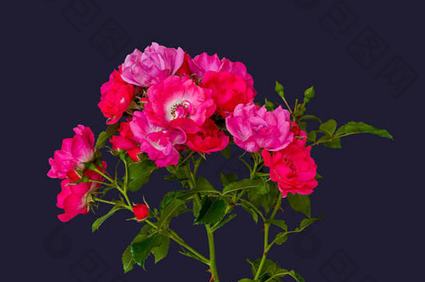 分支红色的粉红色的玫瑰花朵绿色叶子宏蓝色的背景