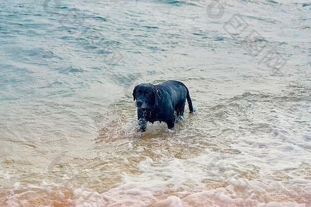 黑色的狗游泳海