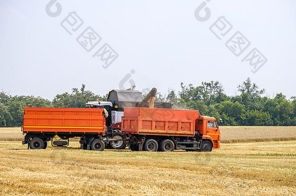 农业结合收割机卸载小麦卡车夏天场出生面包发生