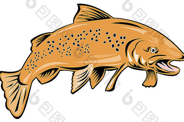 插图鳟鱼鱼跳复古的风格孤立的背景