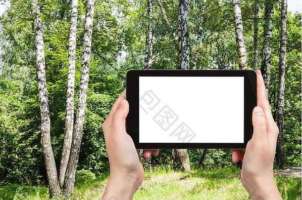 旅行概念<strong>旅游照片</strong>桦木树季米热夫斯基公园莫斯科城市阳光明媚的夏天一天平板电脑减少屏幕广告