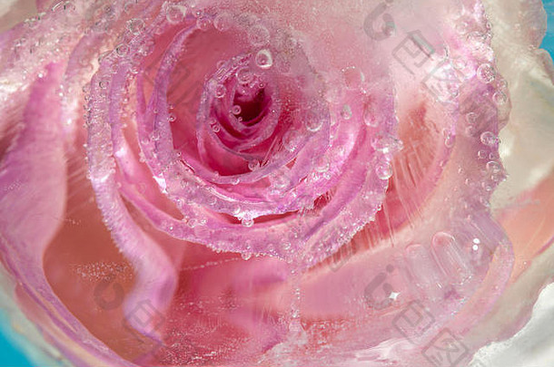 冻植物区系艺术背景粉红色的玫瑰冰