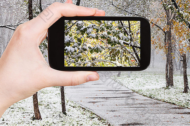 季节概念男人。采取图片雪树城市公园智能手机