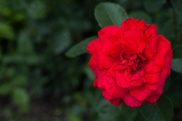 大红色的玫瑰花园前视图Copyspace