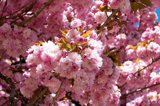 背景<strong>樱</strong>花花树植物背景粉红色的花瓣