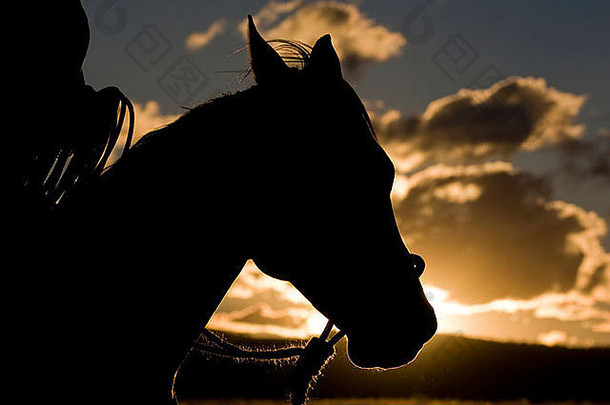 美国俄勒冈州塞内加杰克牧场轮廓马的头