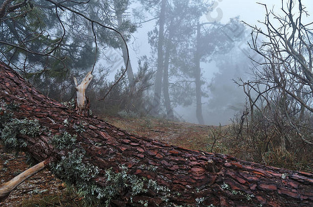 森林雾塞拉明星葡萄牙