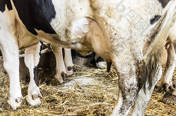 马特里黑白牛站精品乳房牛特写镜头肥料稻草肥料场农村乳制品农场欧洲