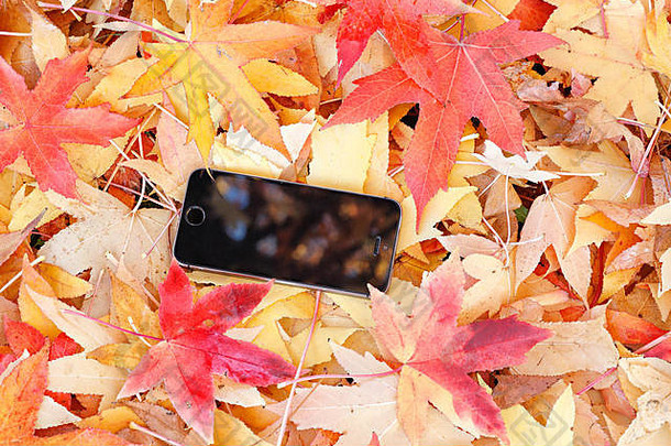 移动电话色彩斑斓的叶子地面