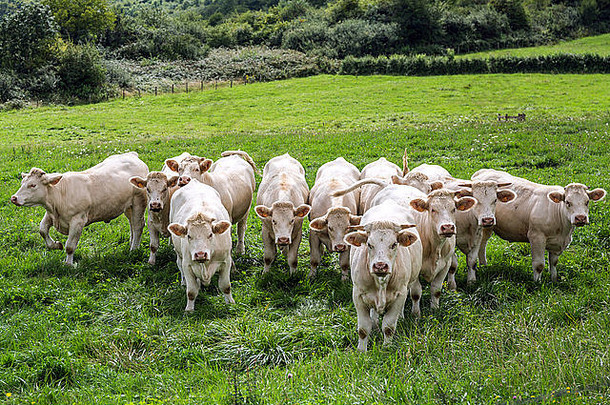 放牧法国Charolais牛草地勃艮第法国欧洲