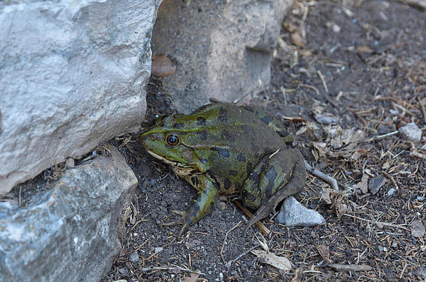 黑暗绿色发现了青蛙坐着关闭石头墙图片岛支架克罗地亚