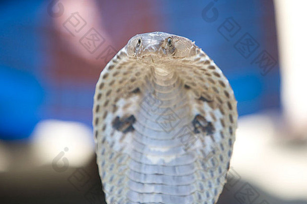 每天生活孟加拉国肖像Cobra蛇传播罩