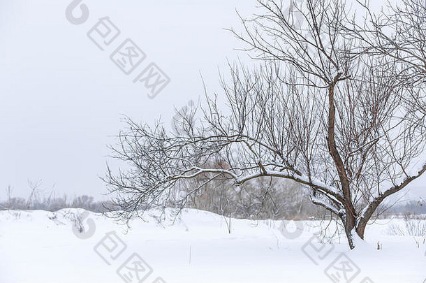 冬天景观树树叶场覆盖雪