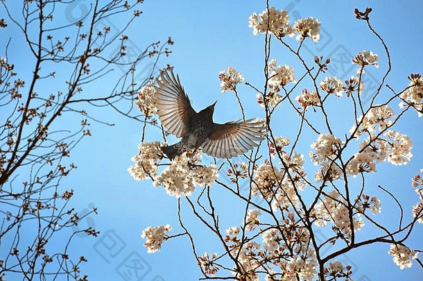 鸟传播翅膀樱桃开花树明亮的蓝色的天空背景