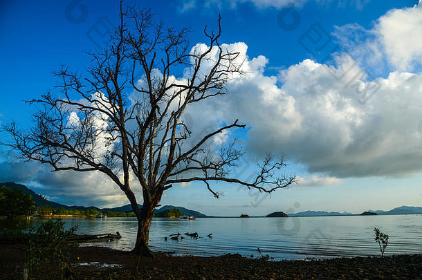 多云的天空海干树lanta岛甲米南部泰国