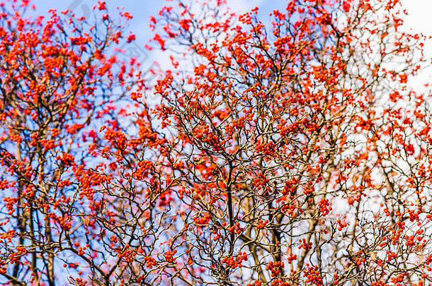 红色的灰浆果分支机构罗文树蓝色的天空白色云秋天水果食物鸟冬天季节