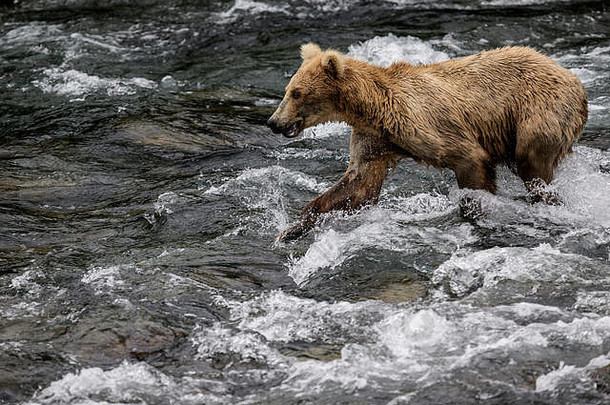 卡特迈棕色（的）<strong>熊</strong>花小时一天钓鱼大马哈鱼布鲁克斯瀑布阿拉斯加美国卡罗灰色的