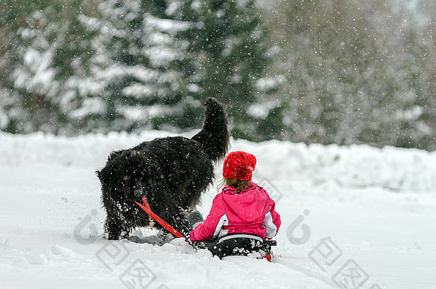年轻的纽芬兰人狗携带雪橇孩子雪冬天